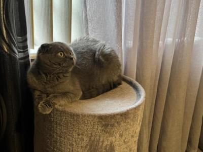 Lucy - Scottish Fold - Gallery Photo #1