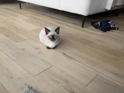 Nico - Siamese - Gallery Photo #1