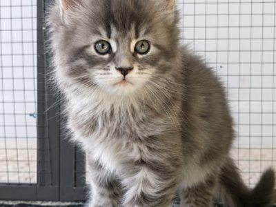 Emma1 - Maine Coon - Gallery Photo #1