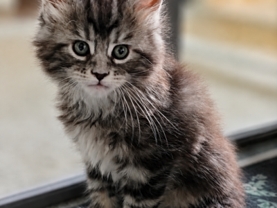 Emma2 - Maine Coon - Gallery Photo #1