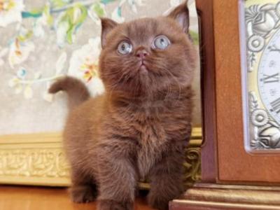 Cocomo - British Shorthair - Gallery Photo #1