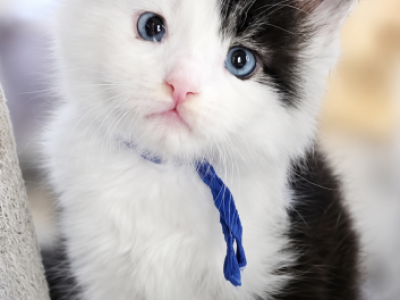 Izzy2 - Maine Coon - Gallery Photo #1
