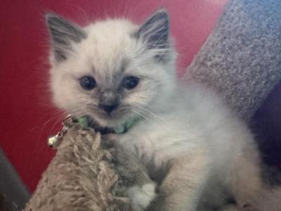 Yoda - Ragdoll - Gallery Photo #1