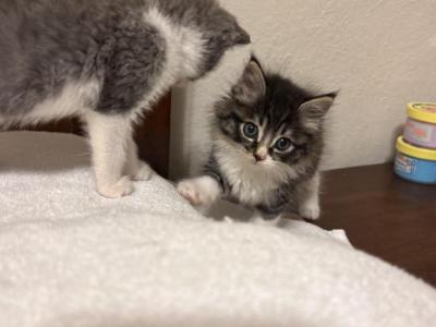 Jaspur - American Longhair - Gallery Photo #1
