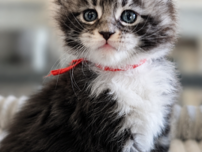 Izzy2B - Maine Coon - Gallery Photo #1