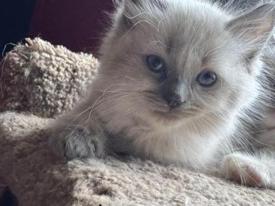 Mister Magenta - Ragdoll - Gallery Photo #1