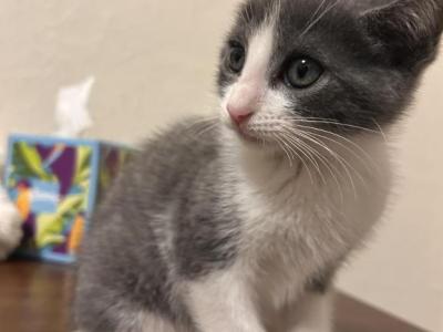 Willow - Domestic - Gallery Photo #1