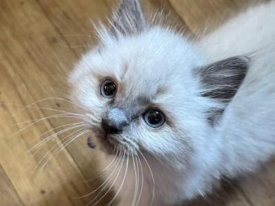 Mister Dark Blue - Ragdoll - Gallery Photo #1