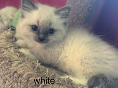 Mister White - Ragdoll - Gallery Photo #1