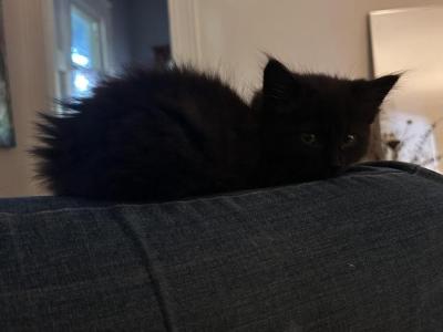 The Commodore - American Longhair - Gallery Photo #1