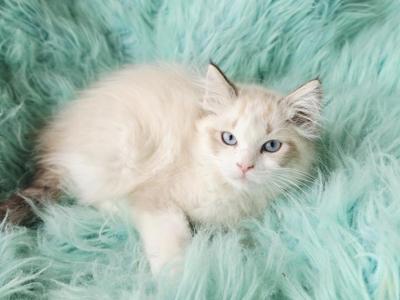 Snowflake Female Ragdoll - Ragdoll - Gallery Photo #1