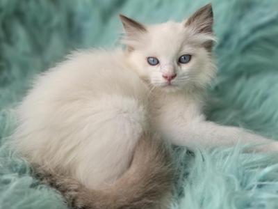 Snowball Female Ragdoll - Ragdoll - Gallery Photo #1