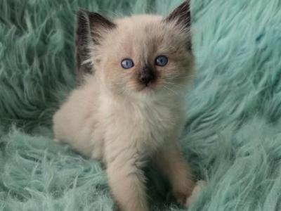 Daisy Female Ragdoll - Ragdoll - Gallery Photo #1