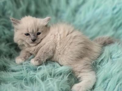 Hazel Female Ragdoll - Ragdoll - Gallery Photo #1