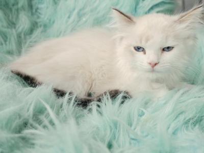 Jack Male Ragdoll - Ragdoll - Gallery Photo #1