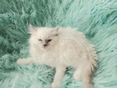 Lucky Male Ragdoll - Ragdoll - Gallery Photo #1