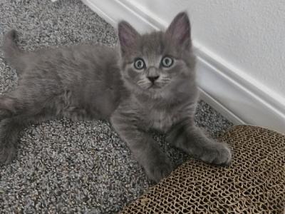 Texas Brazil Paris London - Maine Coon - Gallery Photo #1