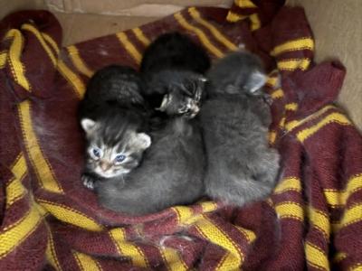 Cocoa Bean Litter - Maine Coon - Gallery Photo #1