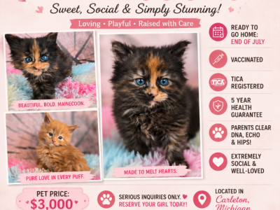 New Mainecoon Liter All Females Left - Maine Coon - Gallery Photo #1