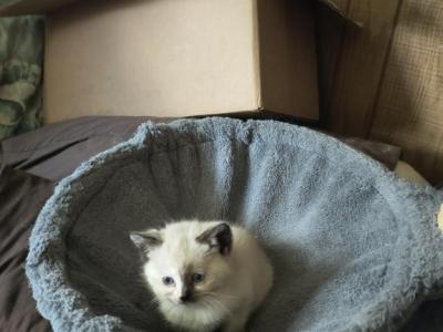 Color Point Siamese - Siamese - Gallery Photo #1
