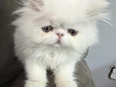 White Exotic Longhair Boy Kitten - Persian - Gallery Photo #1