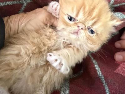 Exotic Longhair Red And White Female - Persian - Gallery Photo #1