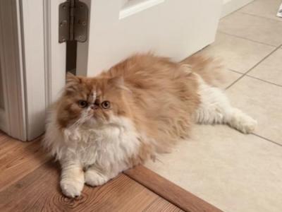 Persian Cat - Persian - Gallery Photo #1