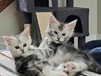 Litter U - Maine Coon - Gallery Photo #1