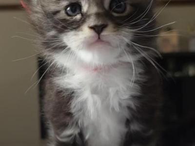 IZZY2C - Maine Coon - Gallery Photo #1