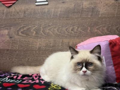 Rick - Ragdoll - Gallery Photo #1