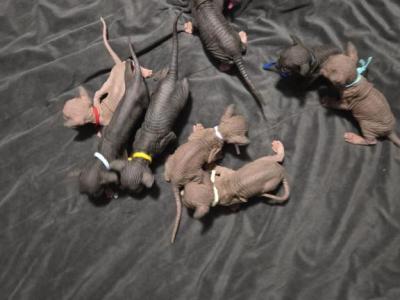 8 Sphynx Kittens - Sphynx - Gallery Photo #1