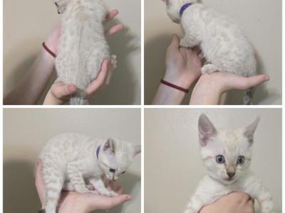 Mya's Babies - Bengal - Gallery Photo #1