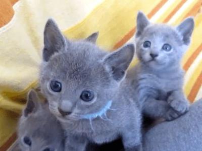 Kitten Russian Blue For You - Russian Blue - Gallery Photo #1