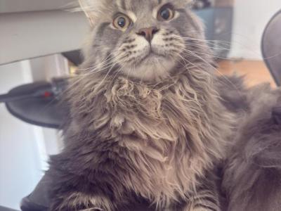Bobo - Maine Coon - Gallery Photo #1