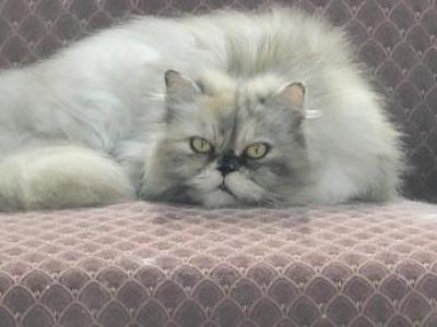 Xena - Persian - Gallery Photo #1