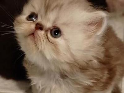 Yahs Kitty Creations Cattery - Persian - Gallery Photo #1