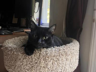 Luna - Domestic - Gallery Photo #1