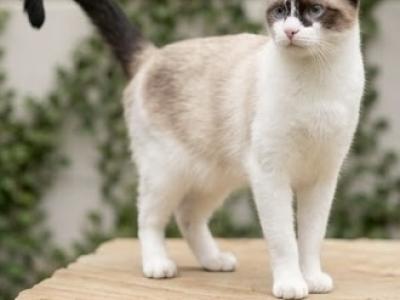 Priscilla - Snowshoe - Gallery Photo #1