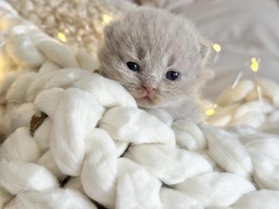 Harley's Lilac Boy - British Shorthair - Gallery Photo #1