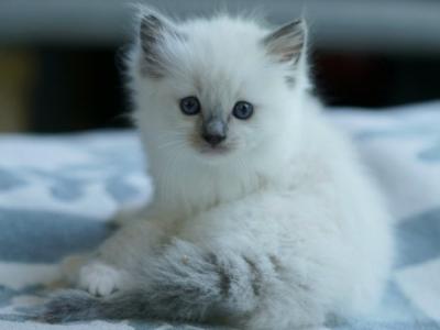 Cookie - Ragdoll - Gallery Photo #1