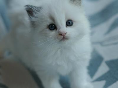 Tofu - Ragdoll - Gallery Photo #1