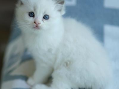 Pudding - Ragdoll - Gallery Photo #1