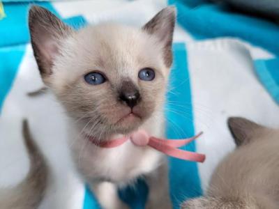 Seal Point Girl Mauve Collar - Siamese - Gallery Photo #1