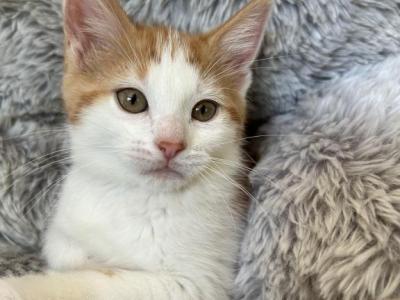 Napoleon - Polydactyl - Gallery Photo #1