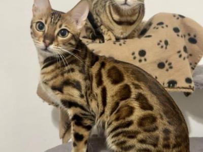 Bengal Kittens - Bengal - Gallery Photo #1