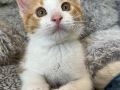 Caesar - Domestic - Gallery Photo #1