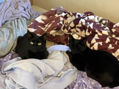 Cookie And Pickle - Domestic - Gallery Photo #1