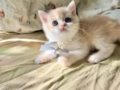 Mocha - British Shorthair - Gallery Photo #1