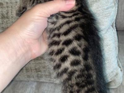 Charmed - Bengal - Gallery Photo #1