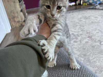 Polydactyl - Polydactyl - Gallery Photo #1